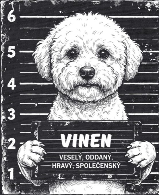 Bichon frisé - Obrázek 2