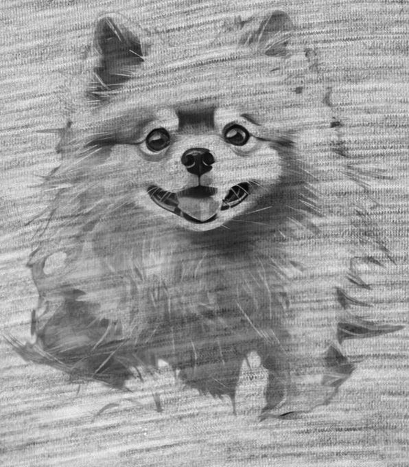 Pomeranian, černý tisk - Obrázek 2